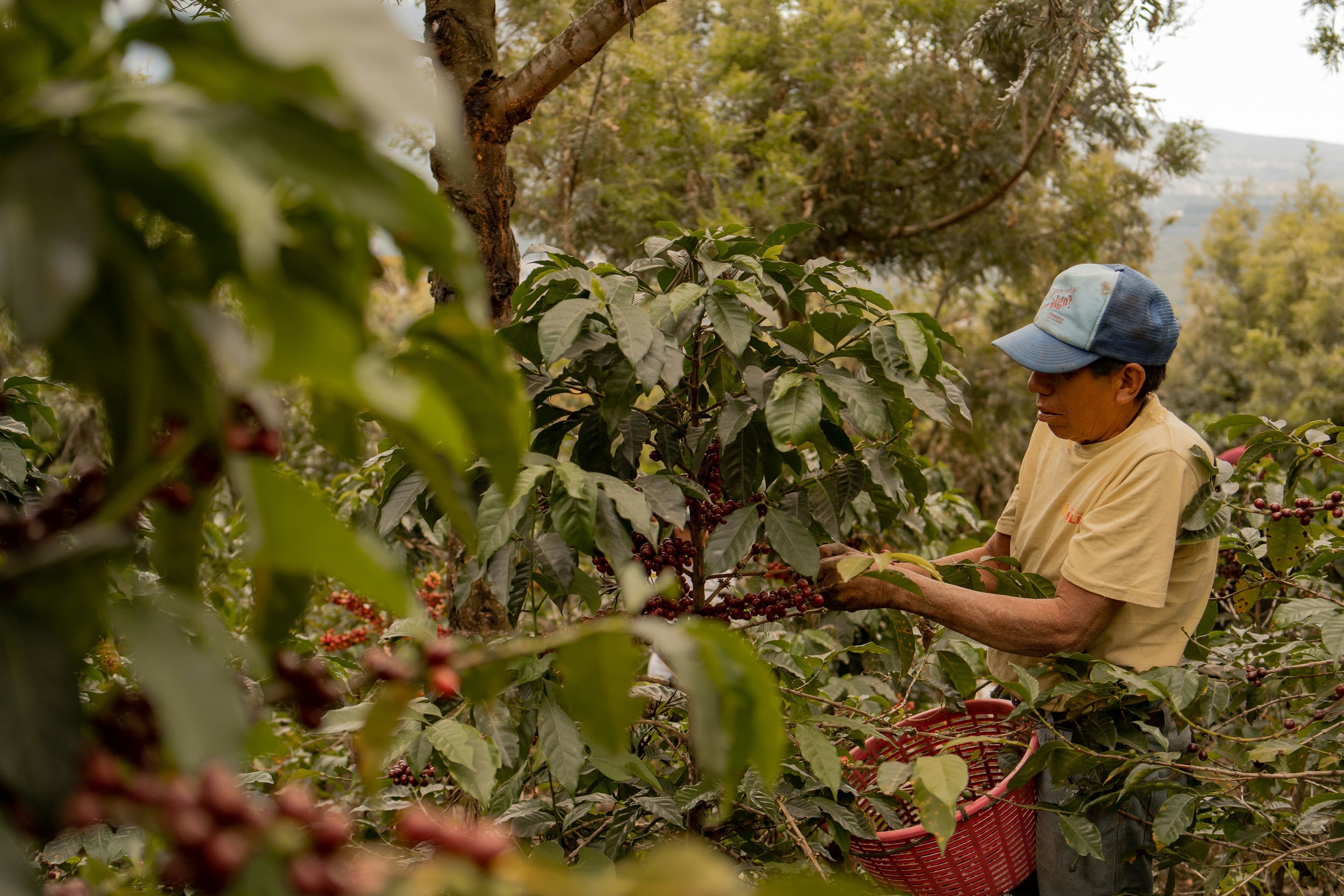 Kaffeodling i Colombia