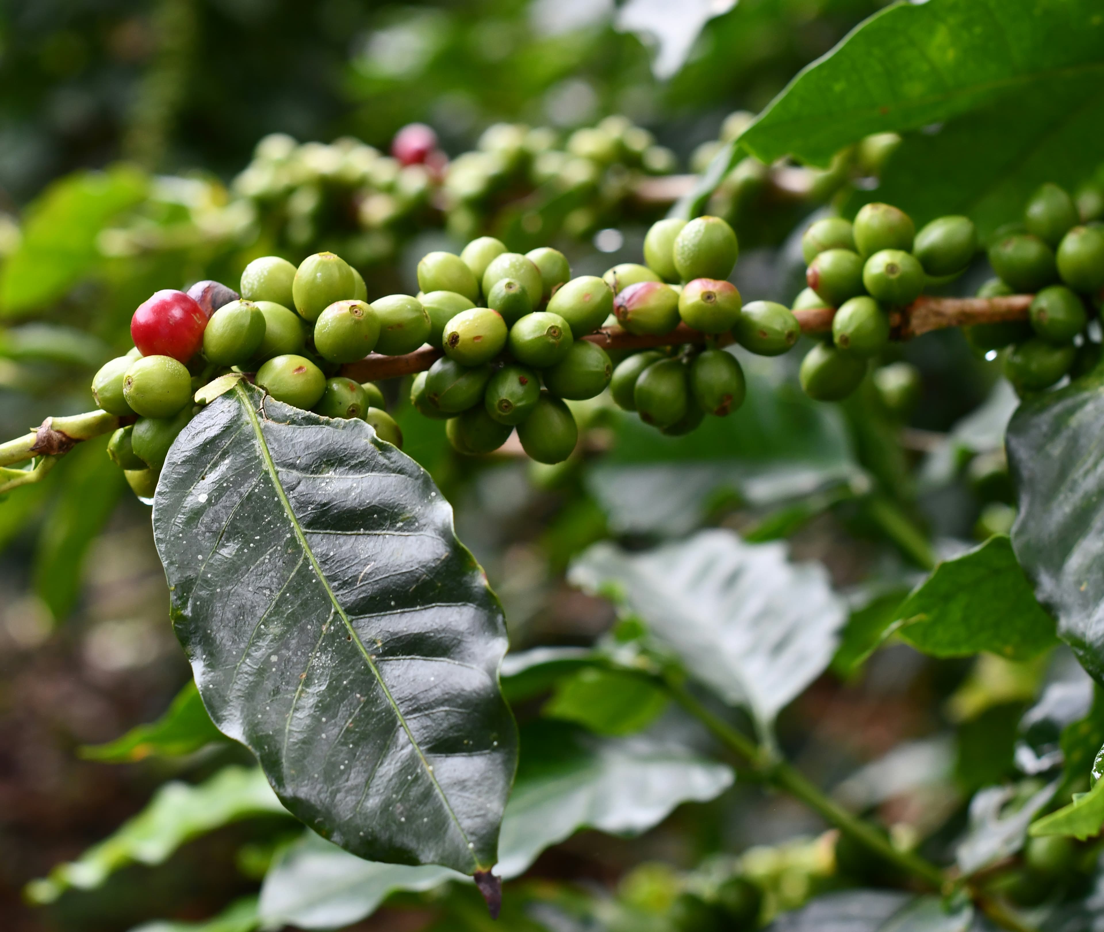 Ekologiskt kaffe