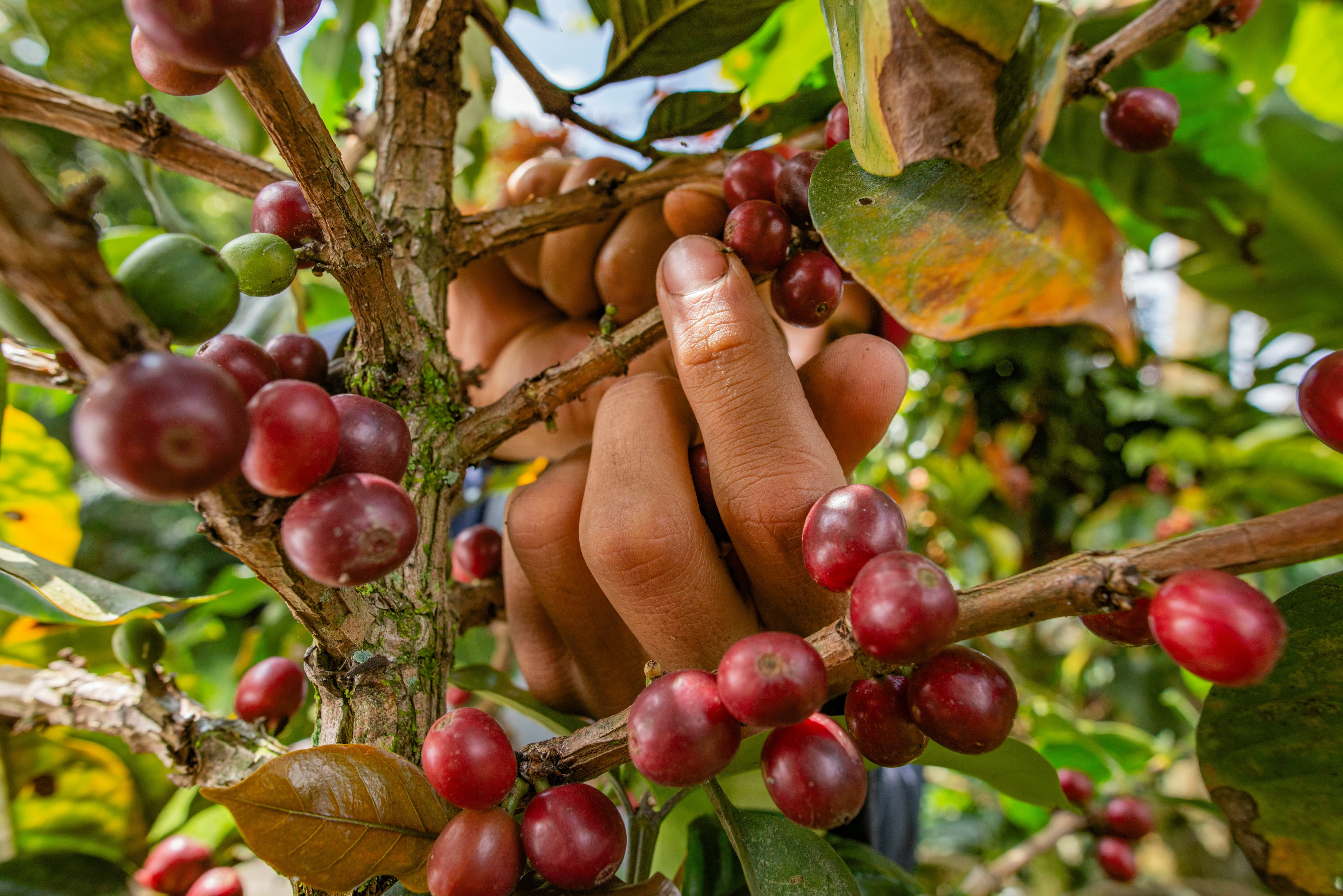 Kaffeodling i Colombia